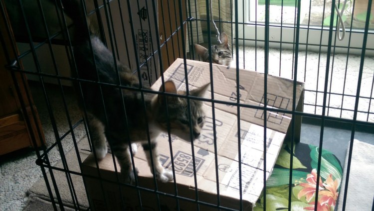 wp-1407105737409 image