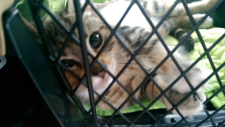 wp-1407105743297 image