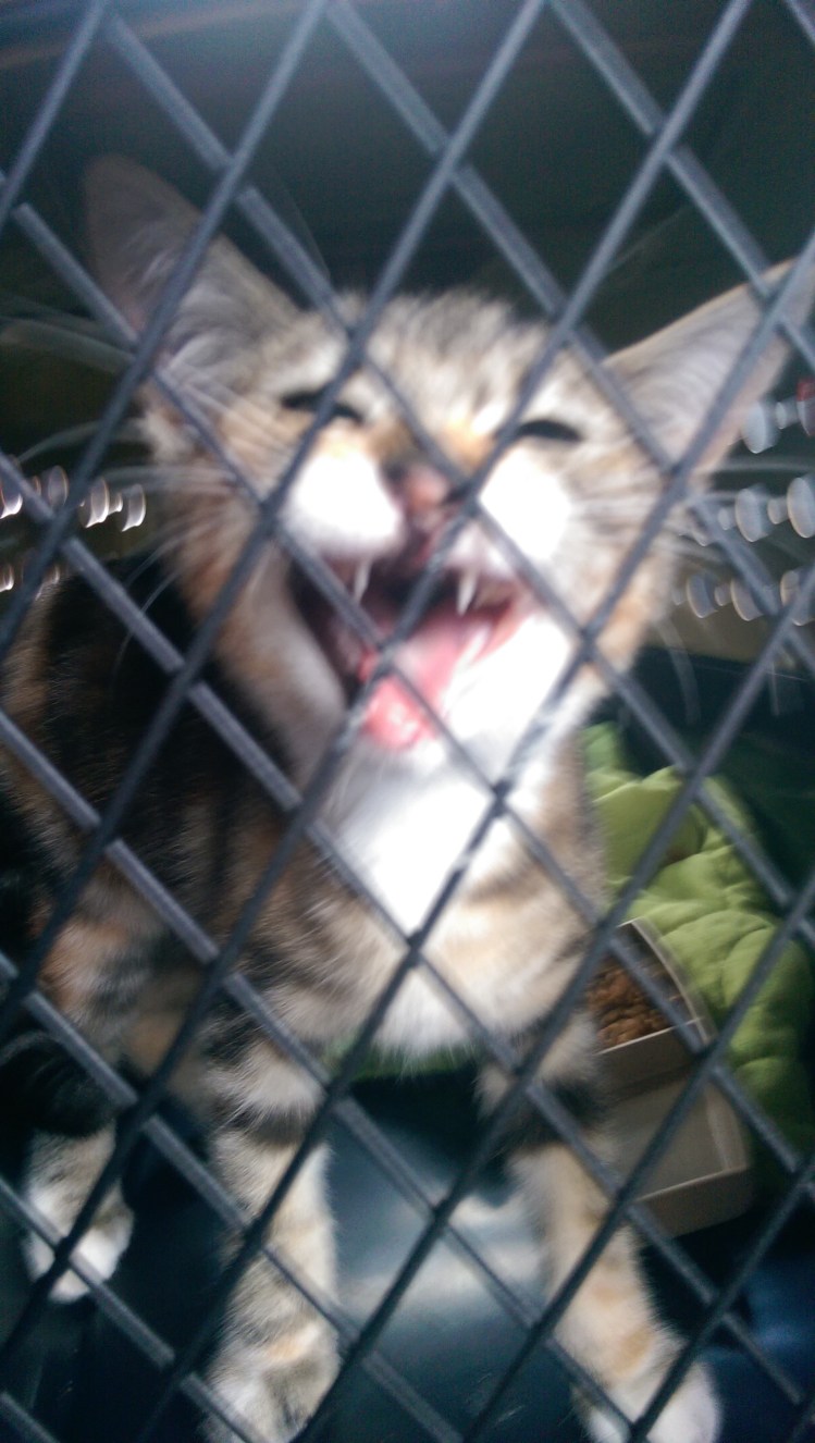 wp-1407105960861 image