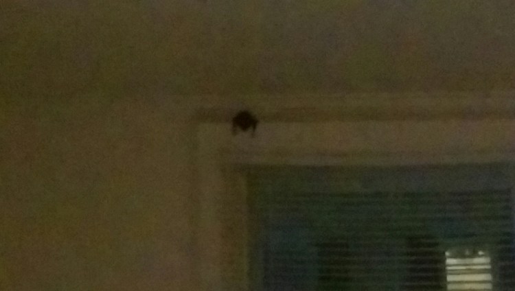 wp-1408067797258 image