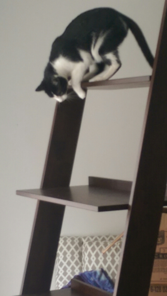 wp-1412217510585 image