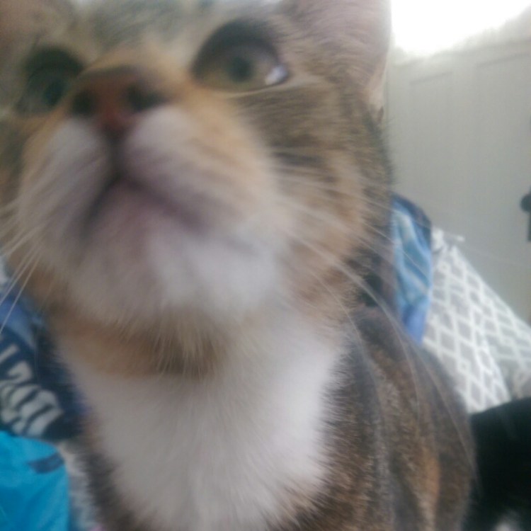 wp-1423887048218 image