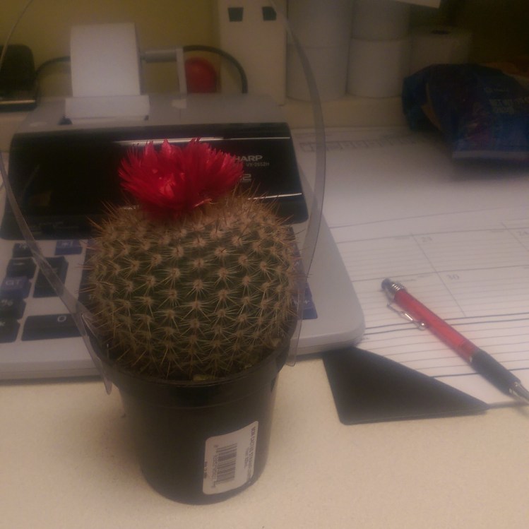 My office cactus. Also pictured: the horrible state of (part of) my desk.